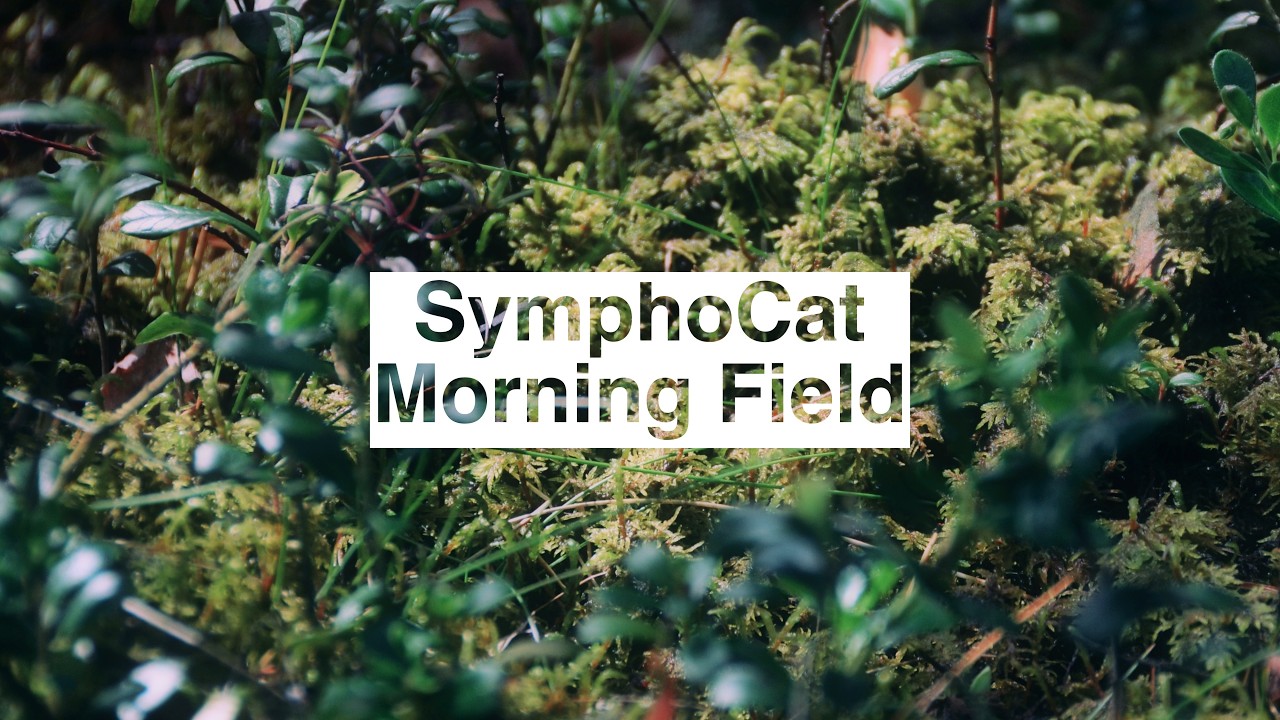 SymphoCat - Morning Field