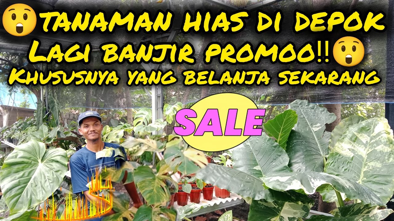 TANAMAN HIAS DI DEPOK LAGI BANJIR PROMOO😲KHUSUSNYA YANG BELANJA SEKARANG ⁉️