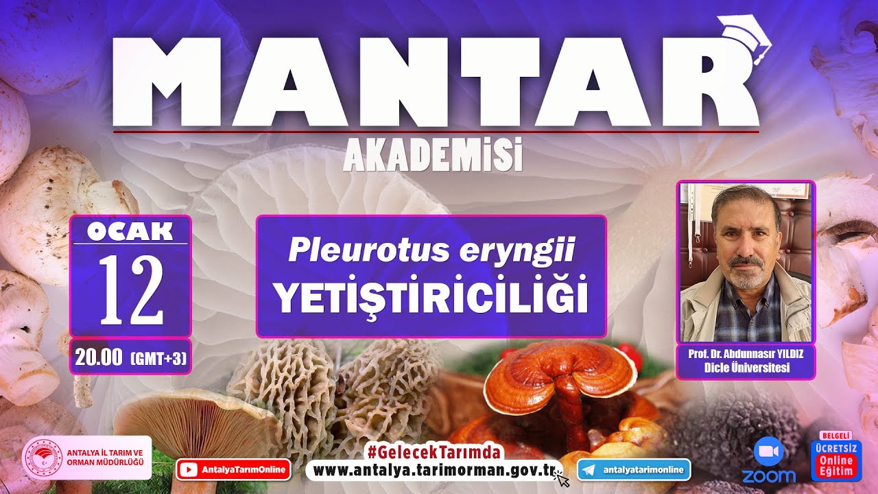 MANTAR AKADEMİSİ-12 ( Pleurotus eryngii )  YETİŞTİRİCİLİĞİ PROF.DR. ABDUNNASIR YILDIZ
