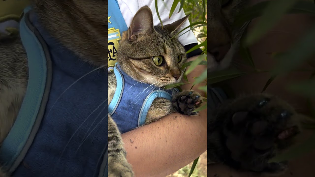 When Your Boyfriend Says He's A Dog Person | The Dodo