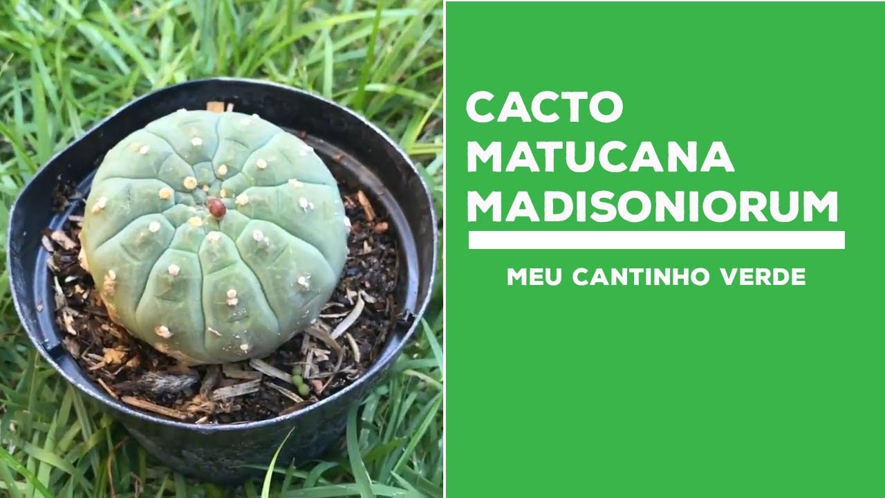 Cacto Matucana Madisoniorum como cuidar