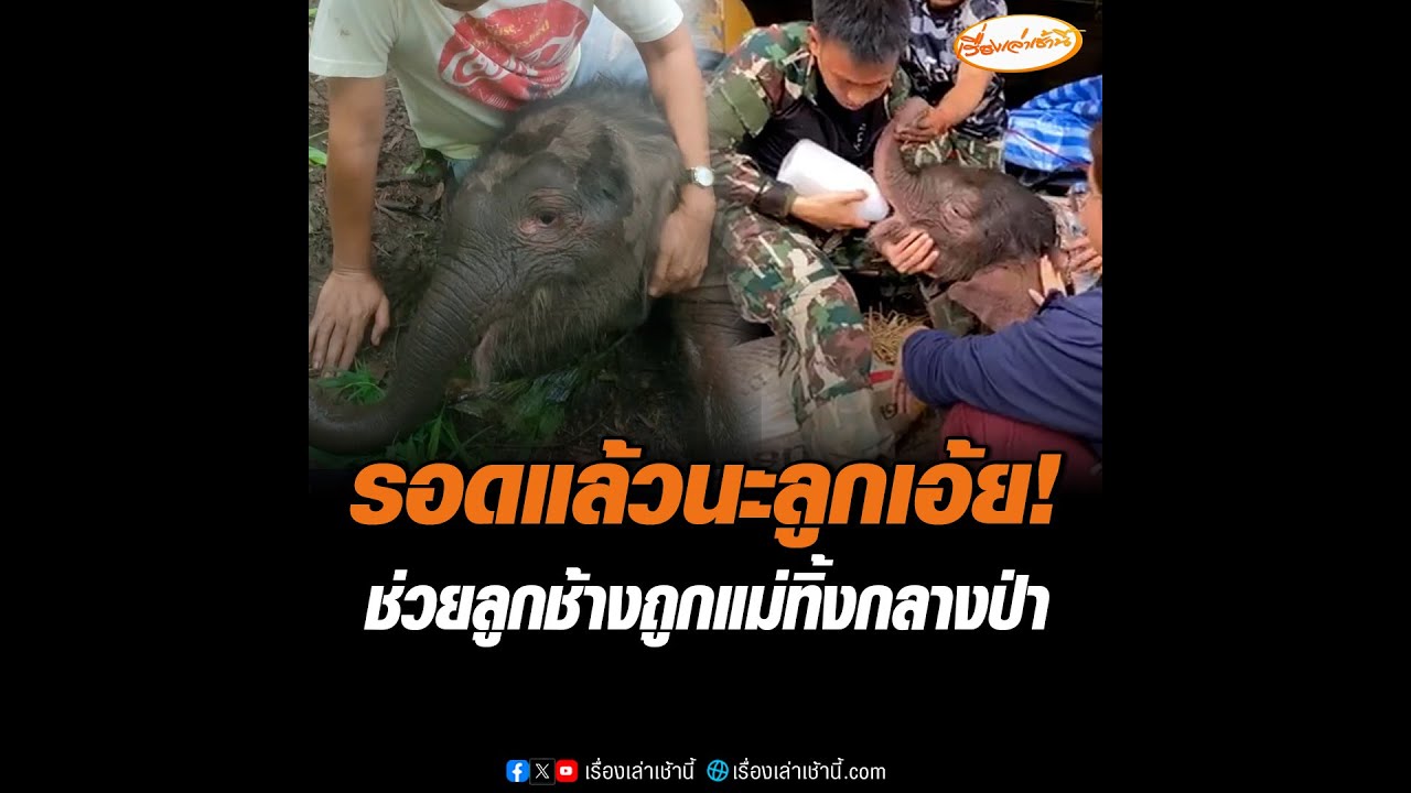 รอดแล้วนะลูกเอ้ย! ช่วยลูกช้างถูกแม่ทิ้งกลางป่า