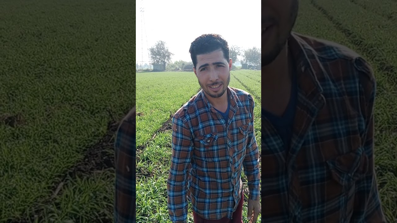 فرسان زراعة القمح في مصر من أجل النهوض بالمزارع المصري وزيادة الإنتاج وتوفير مياه الري