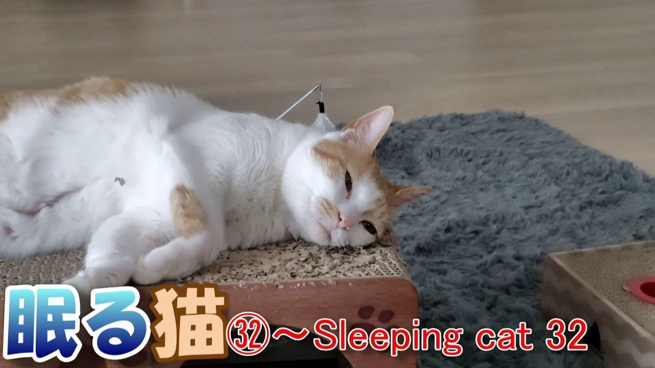 眠る猫㉜～Sleeping cat 32