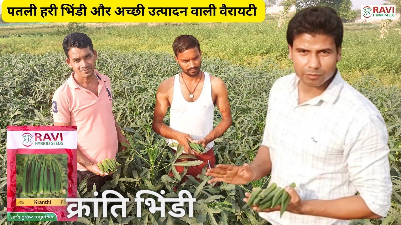 Highly Attractive Okra Variety | Kranti Okra | Ravi Hybrid Seeds | Karan Gupta | AGRI india