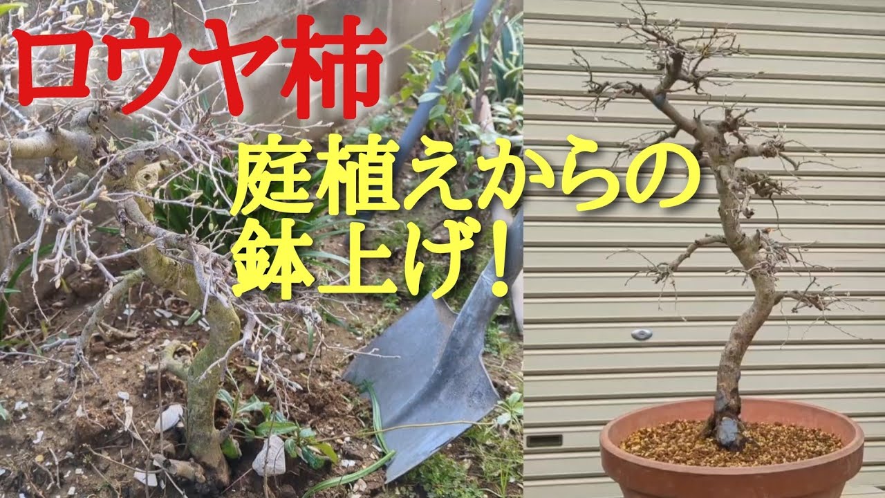 ロウヤ柿庭植えからの鉢上げ！