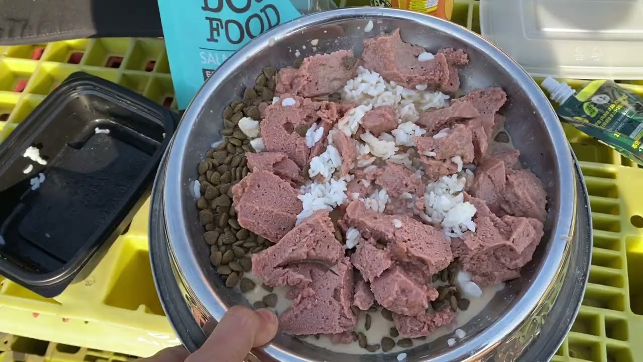 새끼를 출한산 보더콜리 엄마, 그리고 우리가 해줄 수 있는 작은 정성 #doglove