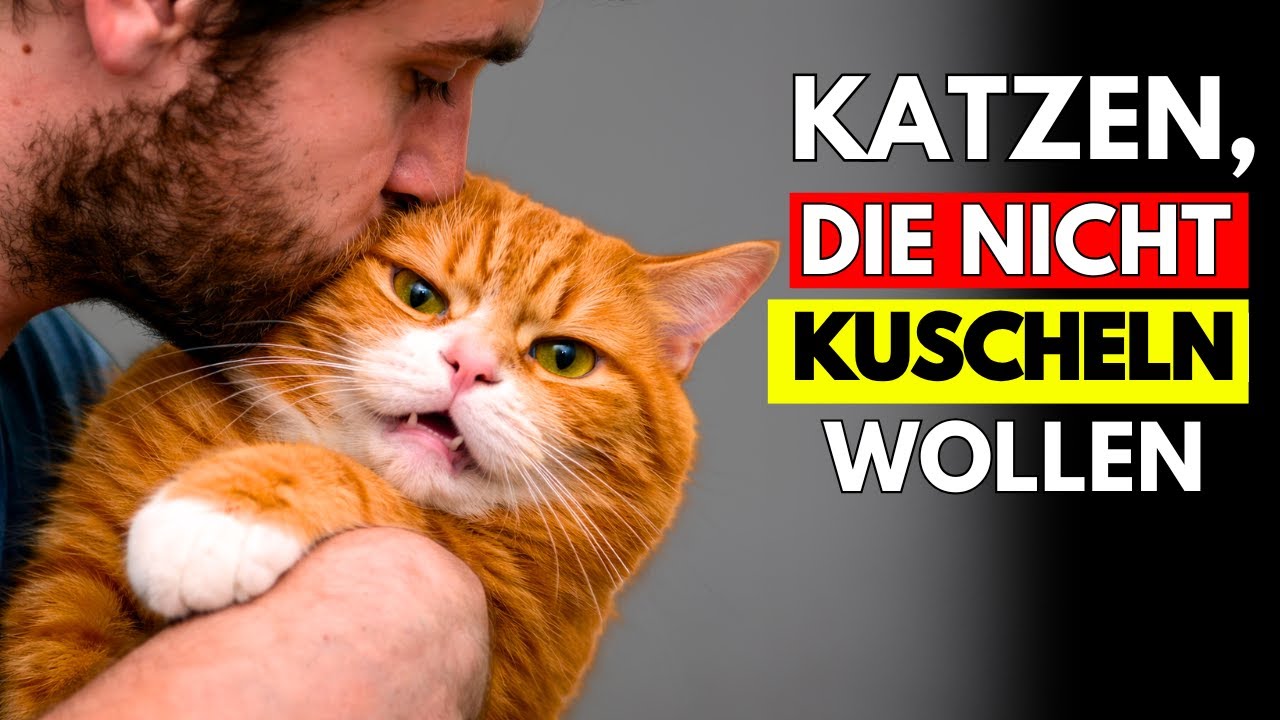 Deine Katze haut ab, wenn du sie streichelst? Das ist keine Ablehnung (und kaum jemand checkt das)