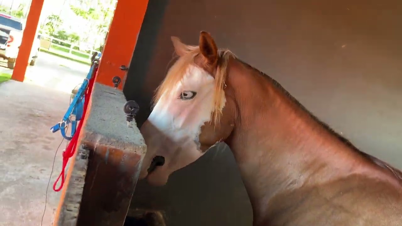 QUANAN E GAARA NA FAZENDA JURANDA EM ARACAJU SERGIPE 