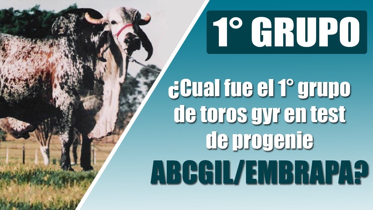 1&deg; GRUPO DE TOROS GYR EN TEST DE PROGENIE ABCGIL/EMBRAPA
