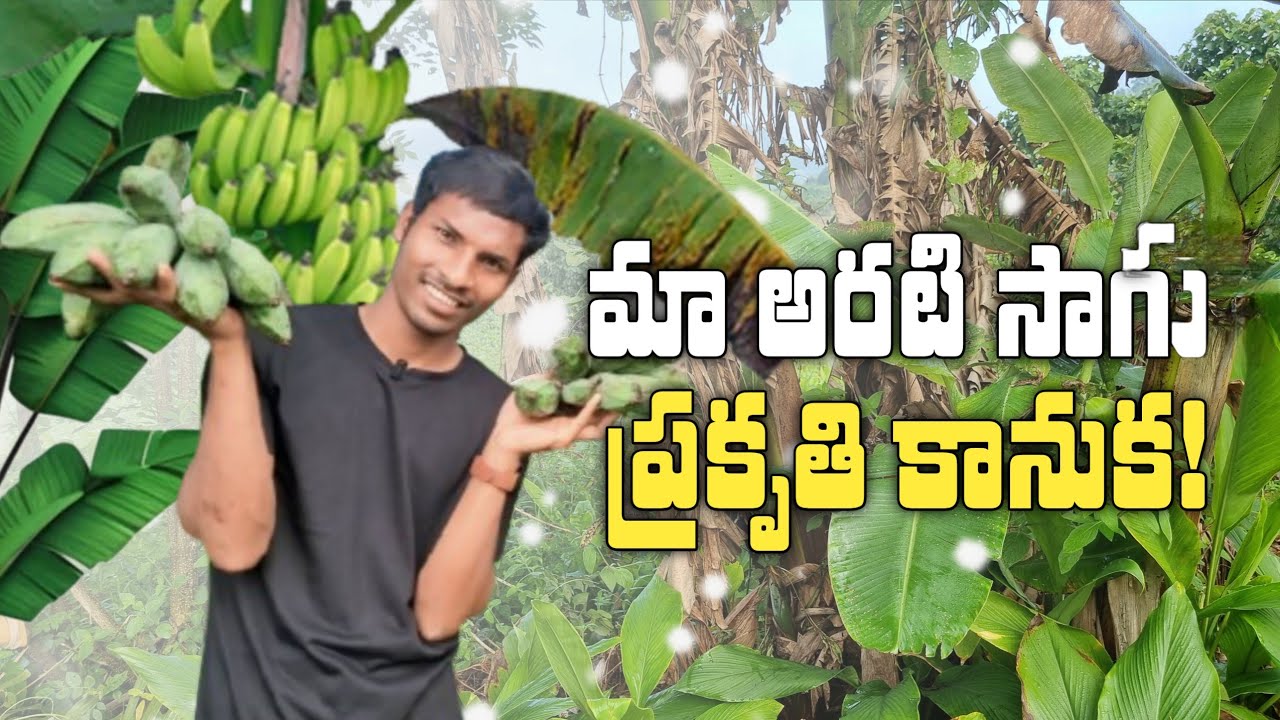 Our banana cultivation: a gift from nature! | ​మా అరటి సాగు: ప్రకృతి కానుక! 