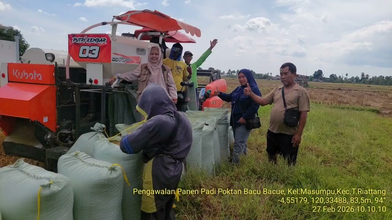Pengawalan panen padi ketua poktan bacu bacue, kel.masumpu,kec. tanete riattang,kab.bone