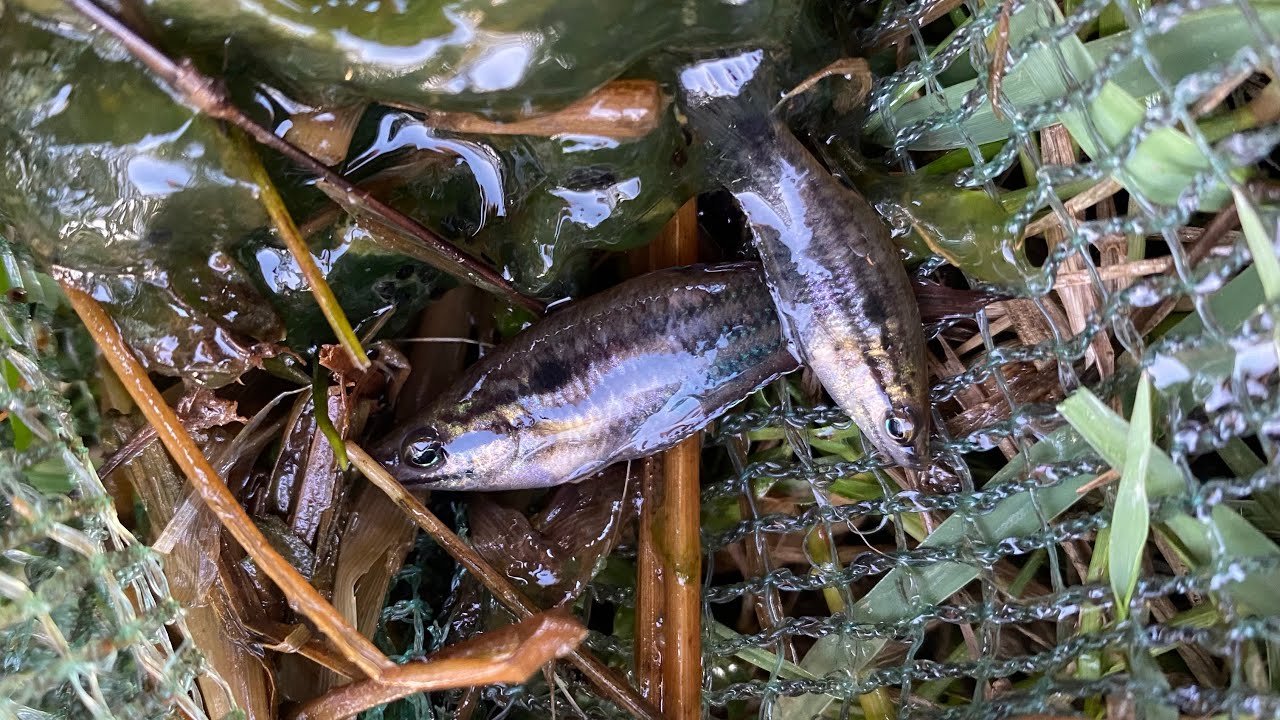 Amazing catch observe aquatic insects in rural frog, fish, and shrimp #Survival #skills #fishing