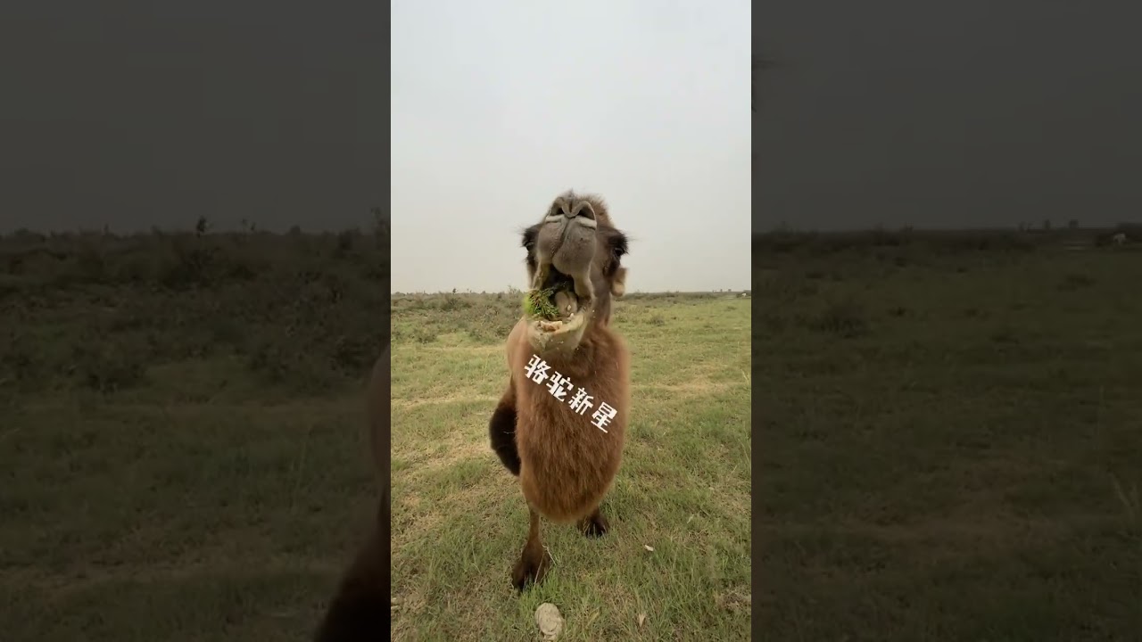 老驼吃嫩草#骆驼 #仙人球 @绿茵场骆驼