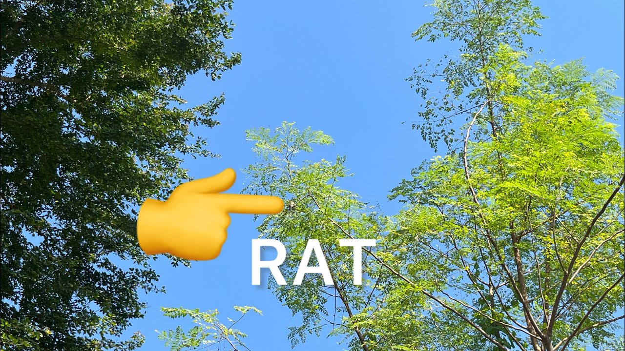 Nevla vs Rat Chase 😱 | You Won’t Believe Who Won in the End! 