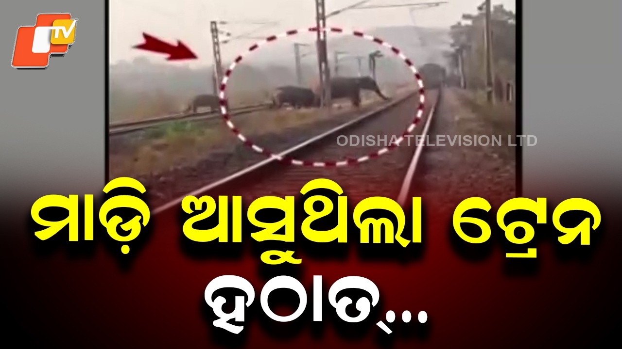 Freight Train Halted as Elephant Herd Crosses Track in Nambira