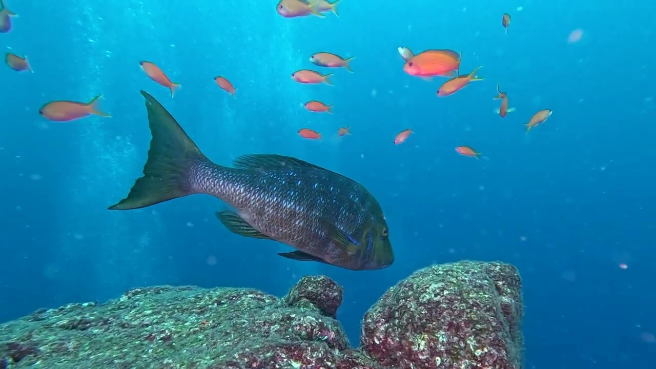 【Dive Log】TAGO Sep 2025
