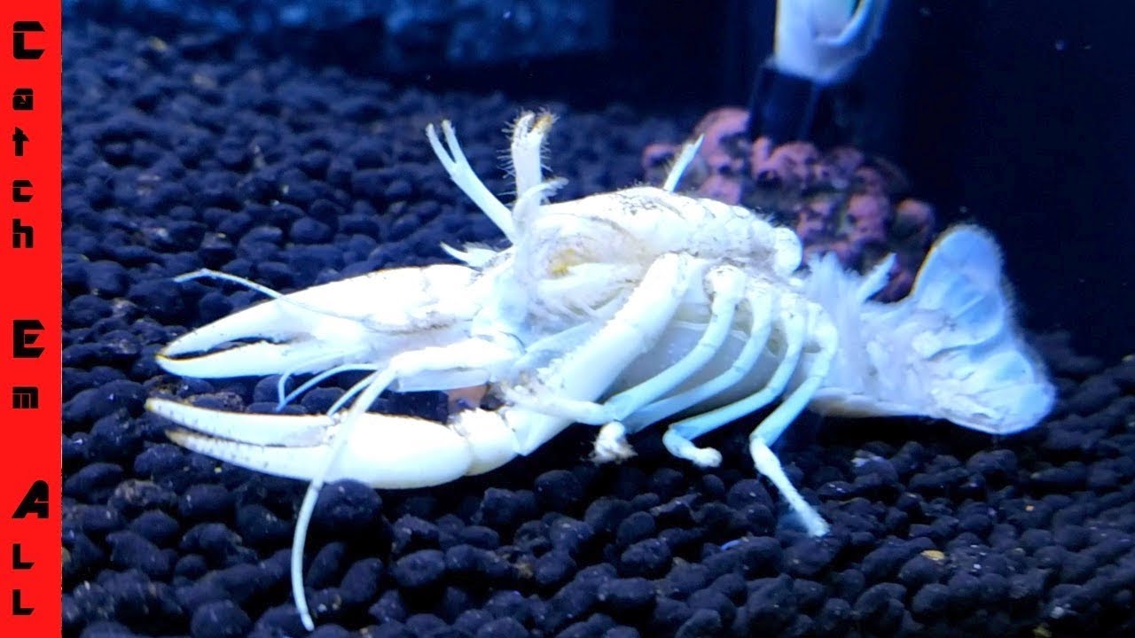 WHAT'S INSIDE My DEAD 1 in MILLION WHITE LOBSTER?