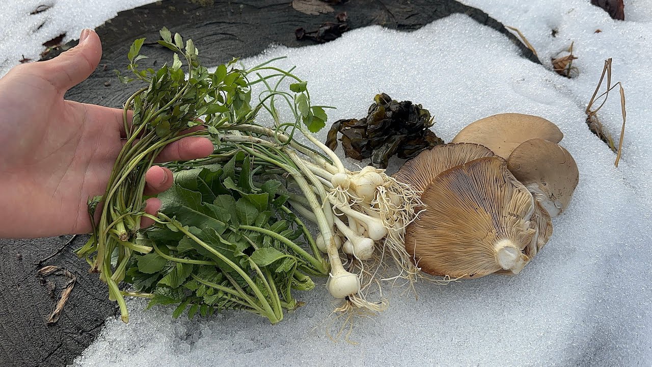 野草きのこ採り　セリやノビル、ヒラタケ、イシクラゲなど河原の食材を味わう