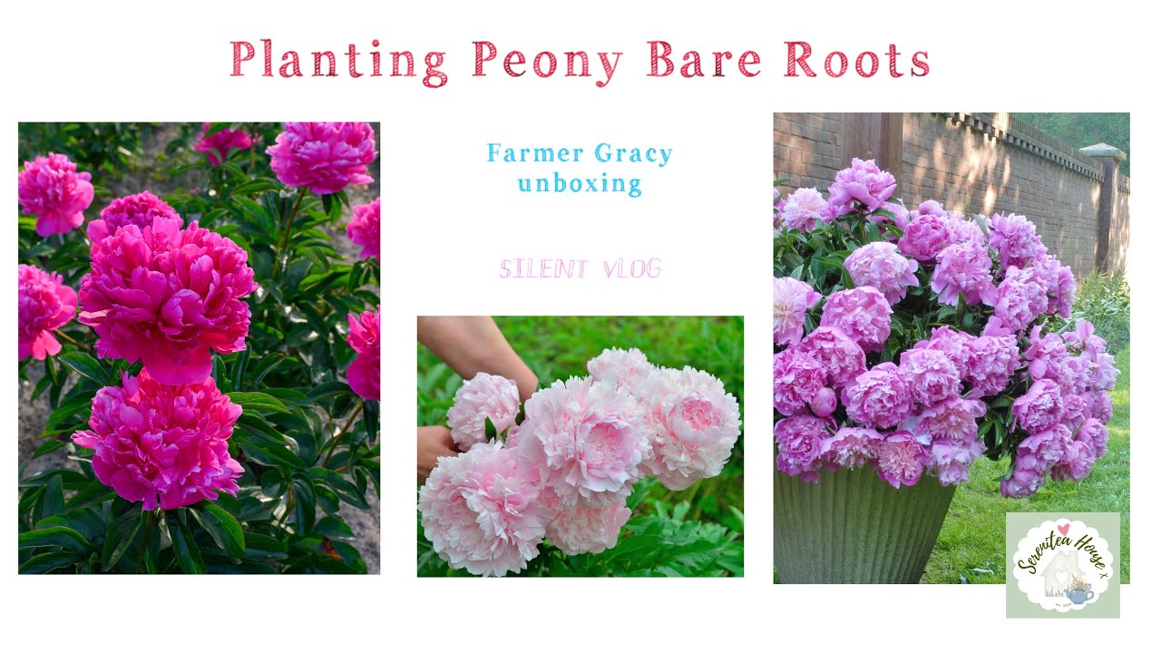 Planting Peony Bare Roots | Unboxing Farmer Gracy Haul | #peony #gardeningtips #bareroot #tulip 