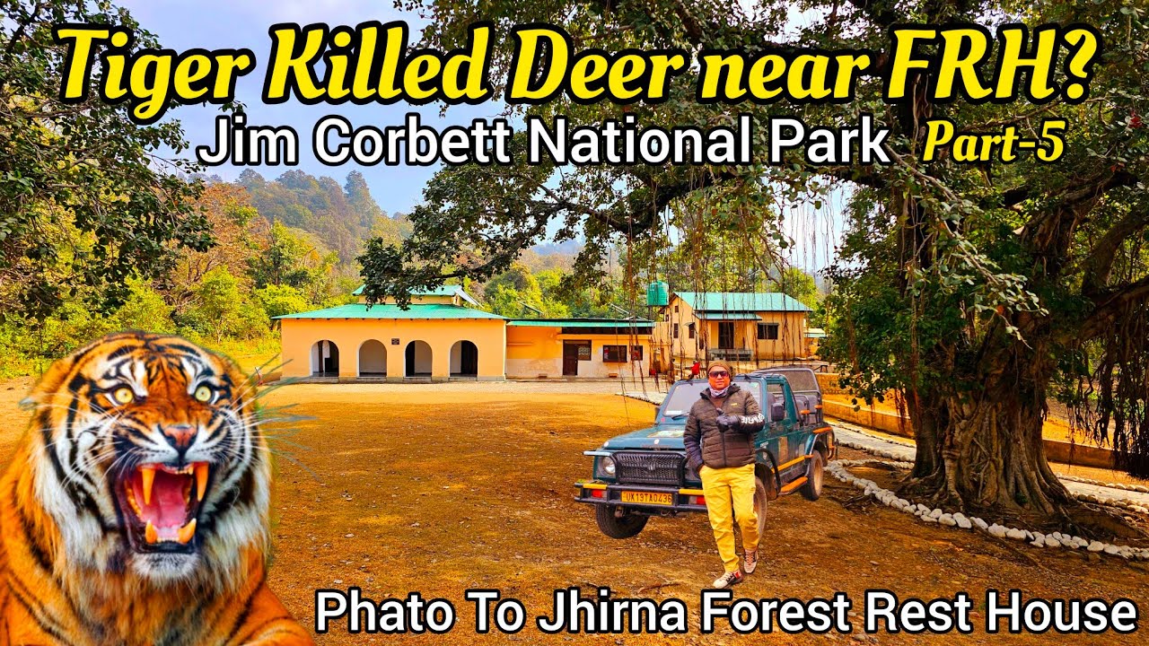 Tiger Killed Deer near Phato FRH? | Jungle Safari Phato to Jhirna Zone #wildlife #tiger #jimcorbett