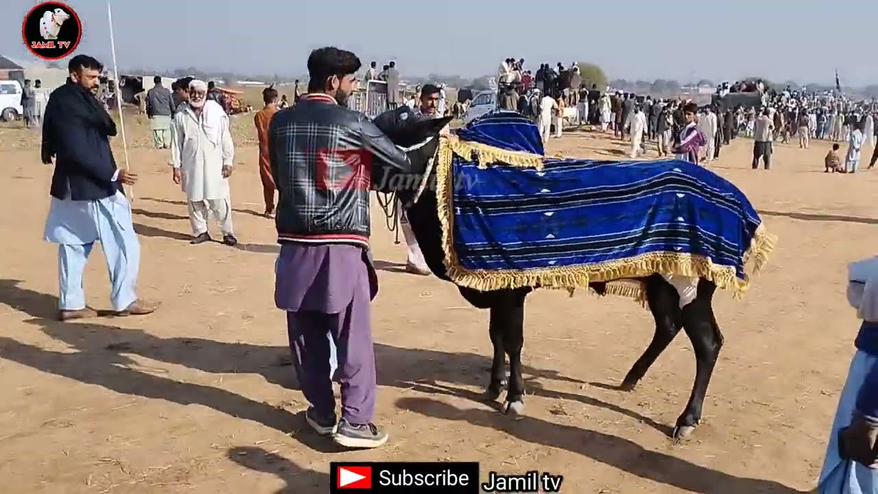 Black Beauti Fathjangi bull ll Bull Race ll jamil tv ll