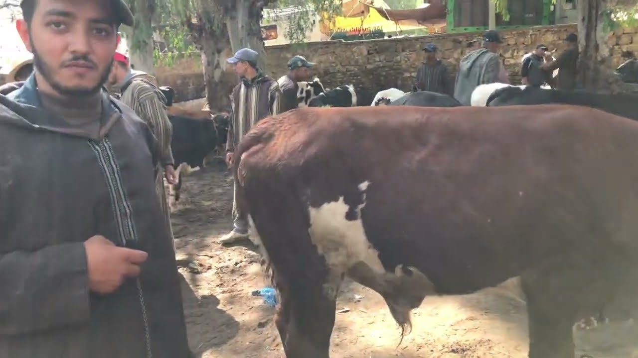 بيع العجول صالحين للعيد في سوق سيدي اليماني عندوا المليح العجول موجودين في الكوري ويقوم بالتوصيل
