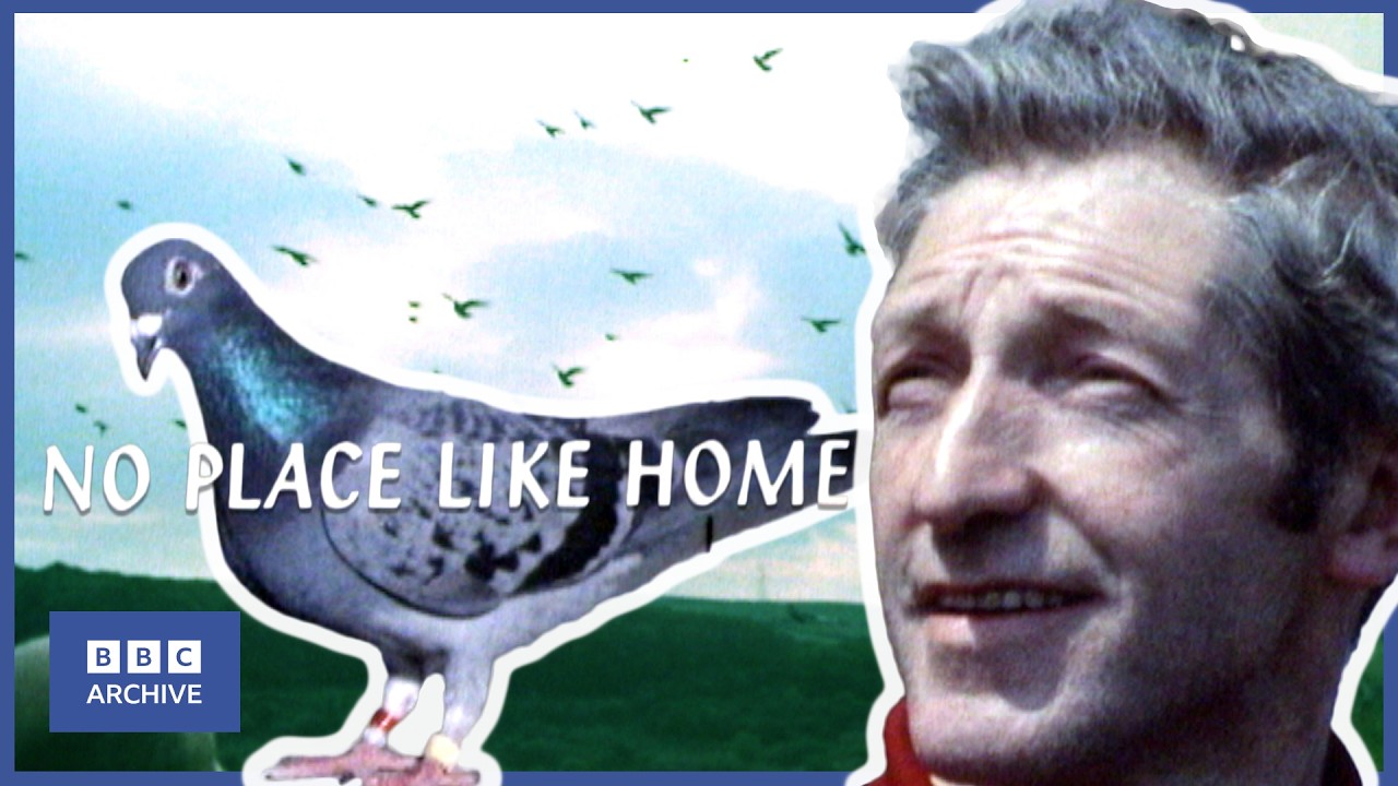 1970: YORKSHIRE Town's PASSION for PIGEONS | Look Stranger | Niche Sports | BBC Archive