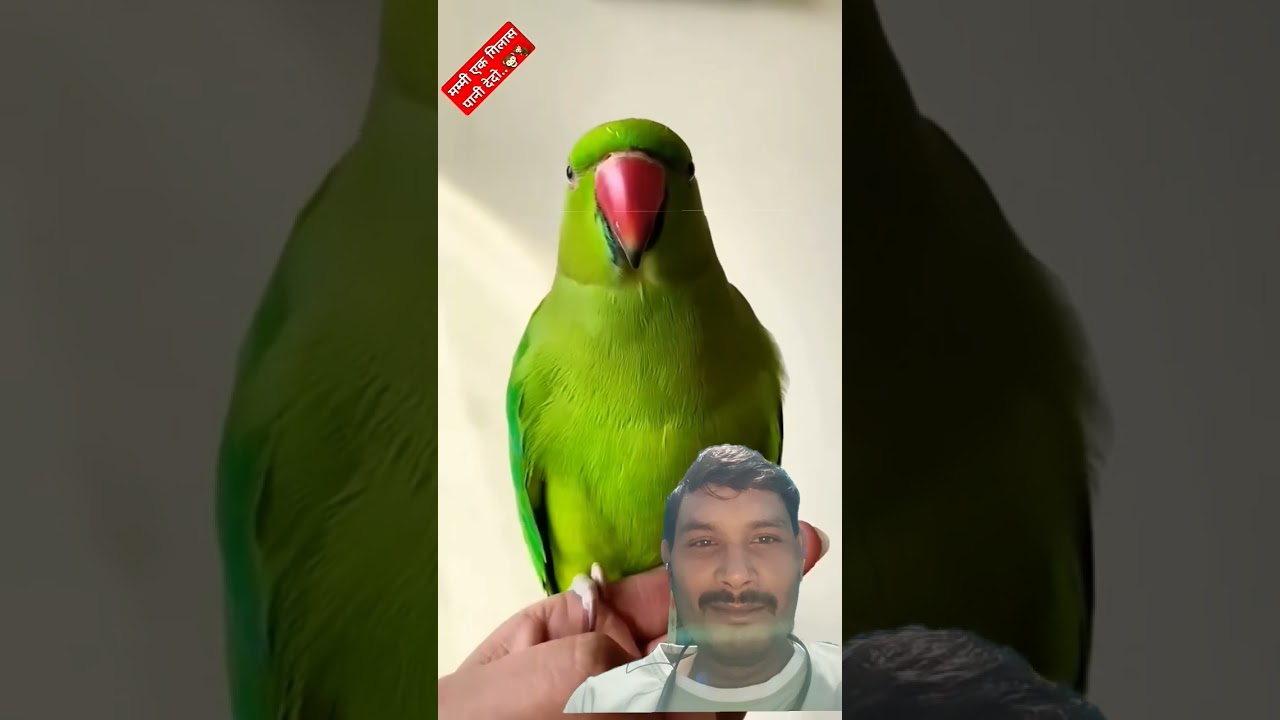 parrot and monkey funny video #comedy #monkey #animals #trending #viral #funnymoment #funniestvideo
