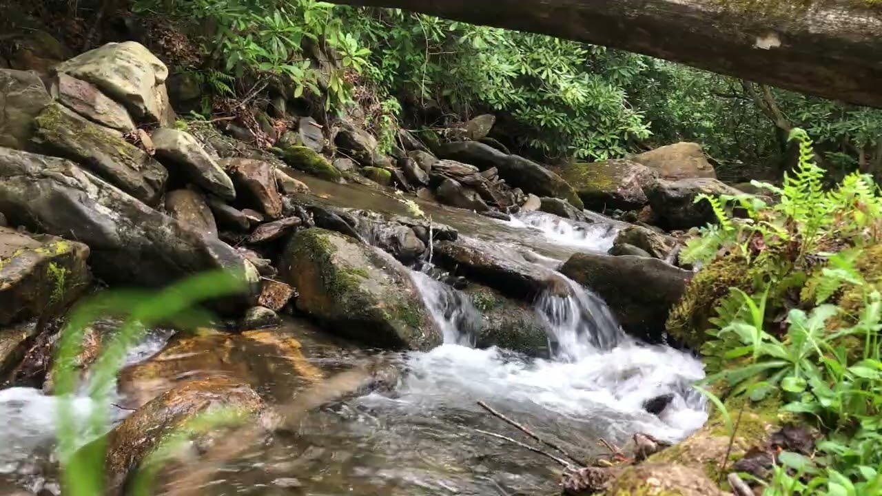 Dirty Dancing Tree by The Creek