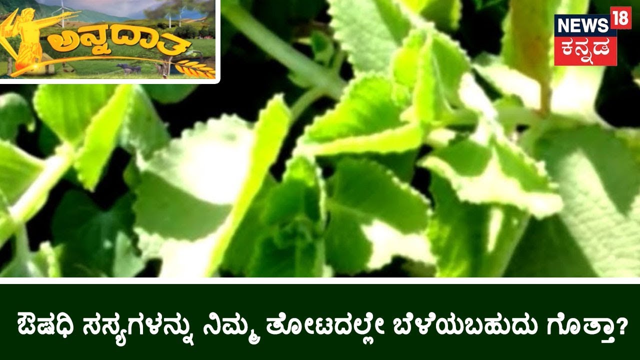 ಅನ್ನದಾತ | Are You Farmer? Want To Grow Medicine Plants In Your Farm?