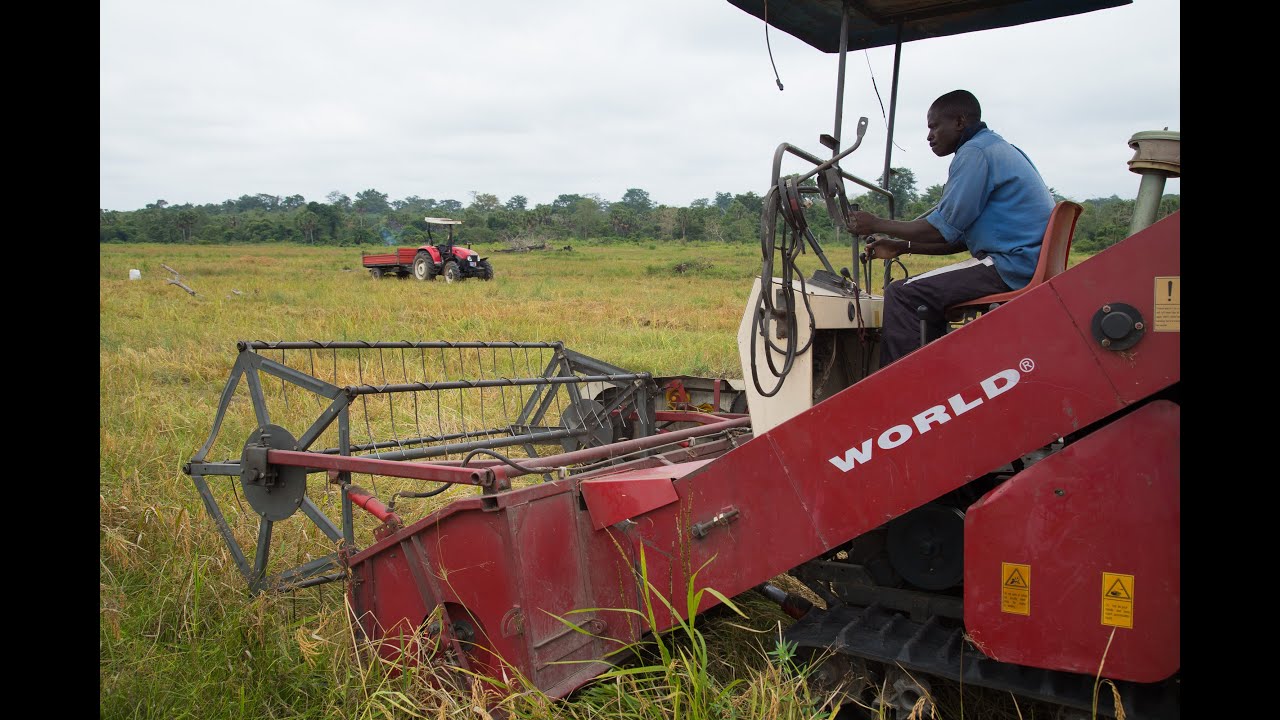 De meilleures semences rapportent de plus grandes r&eacute;coltes en Afrique de l'Ouest