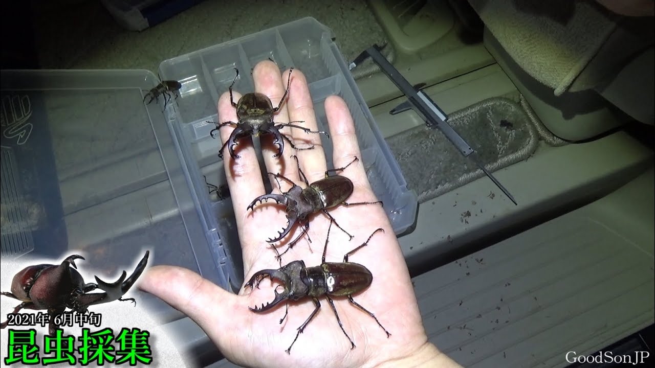 天然のオオクワガタを求めて見知らぬ地域に行ったら、予想外の大収獲だった【昆虫採集2021】