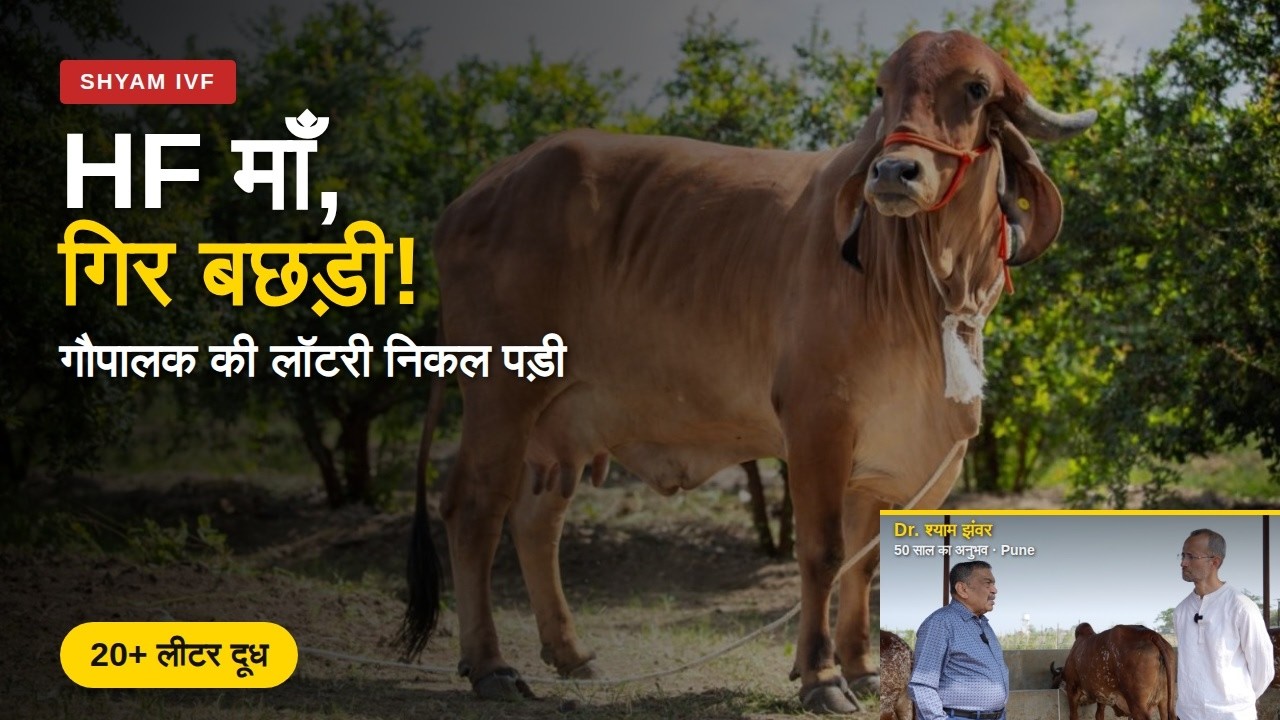 HF गायों से Gir बछड़ियों का जन्म 👌 20 लीटर से ज्यादा दूध 👍 Shyam IVF का का कमाल 👉 । Mati India ।