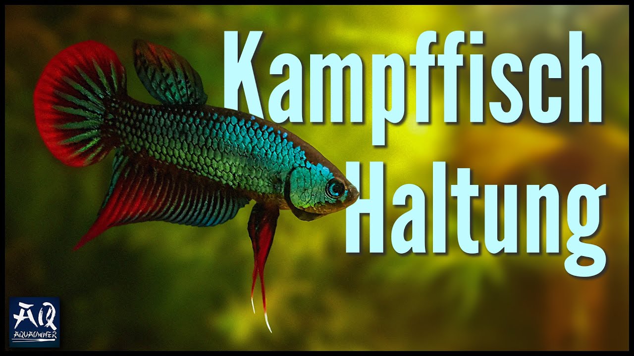 Kampffisch Haltung & Pflege im Aquarium | AquaOwner