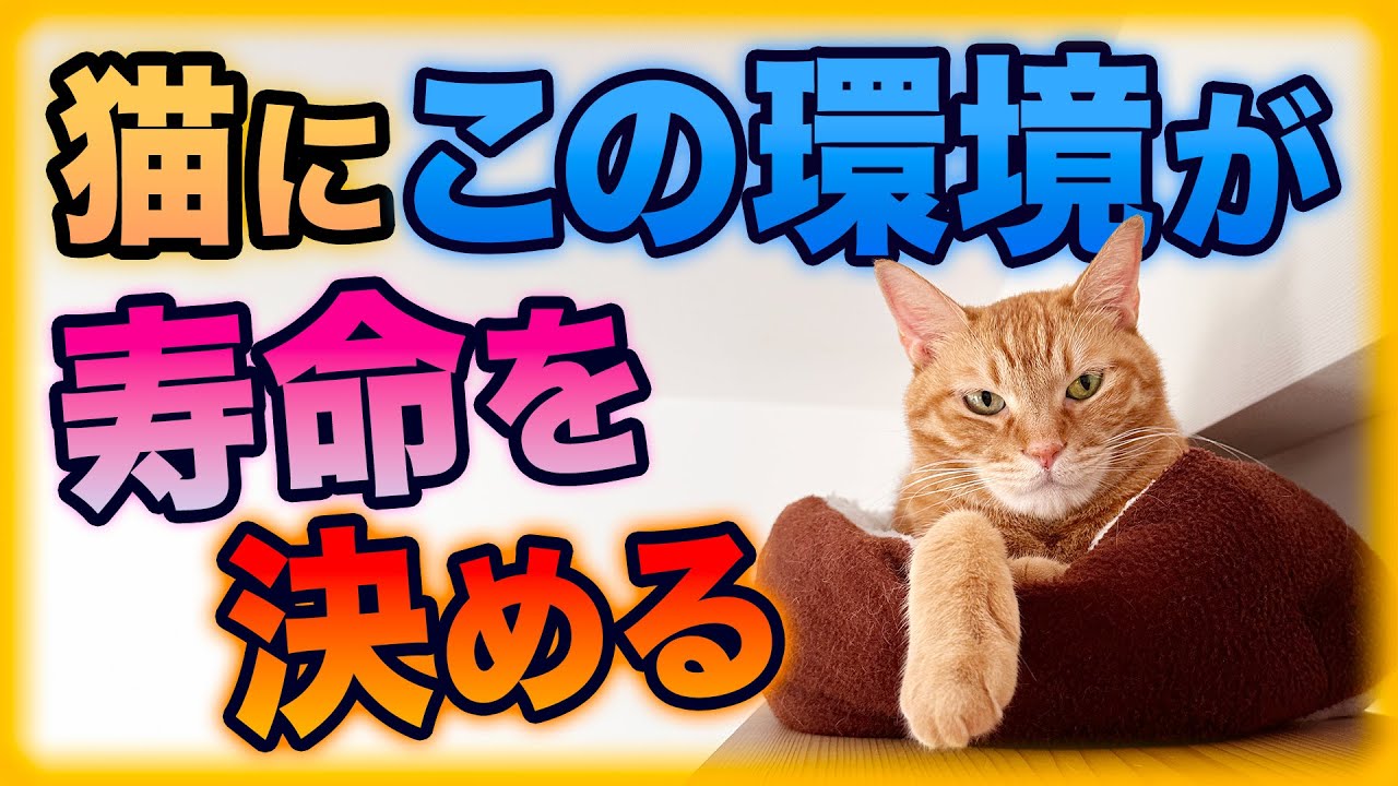 猫の寿命を伸ばす環境はコレだ！