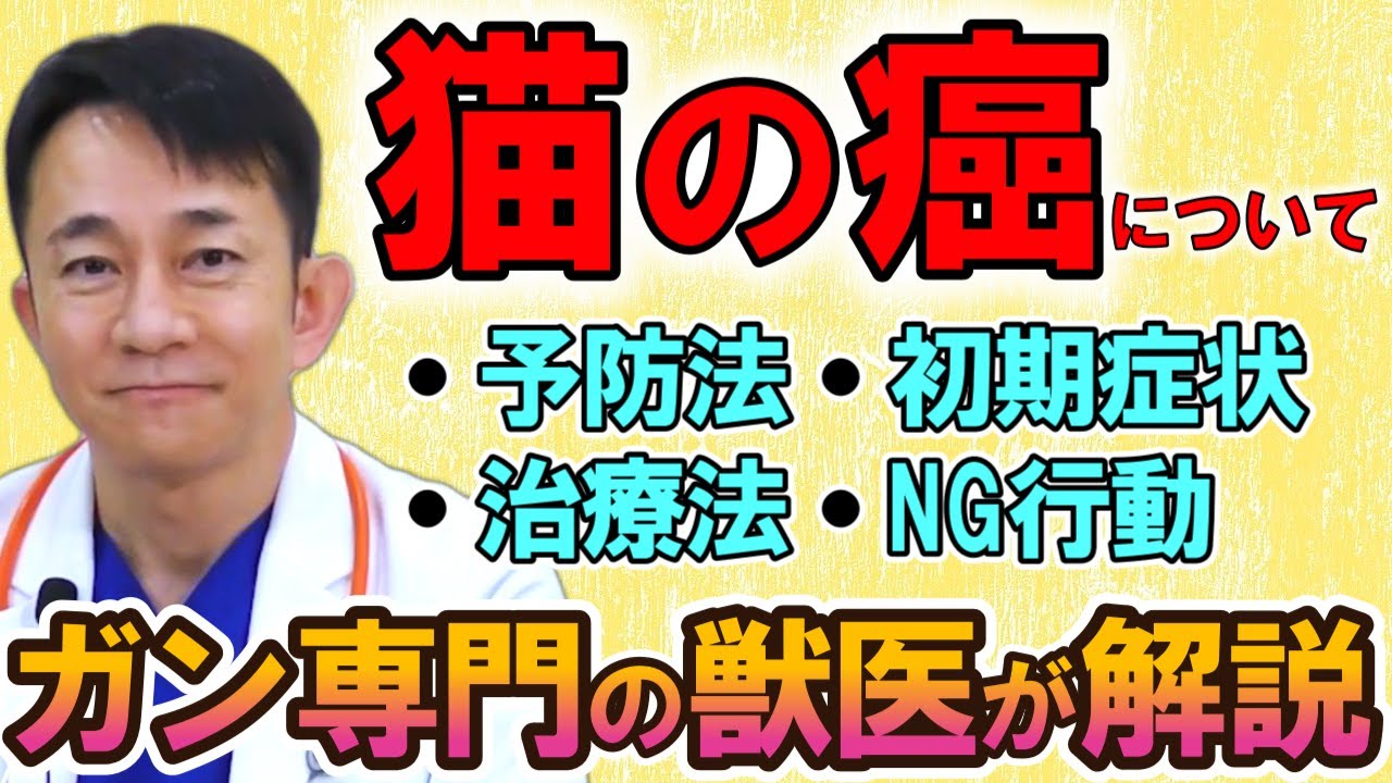 【猫の癌】予防法や治療法についてガン治療日本一の獣医が解説【総集編】