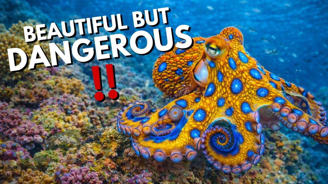 7 Animals That Are More DANGEROUS Than They Look
