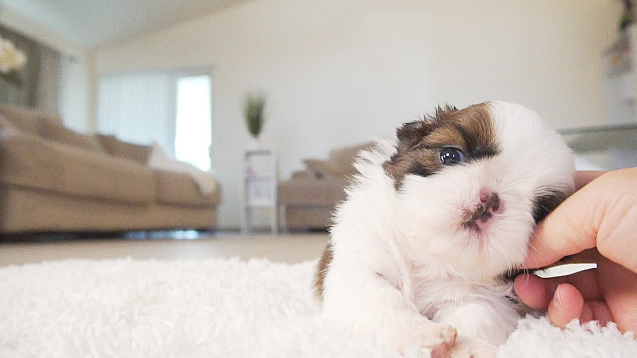 Cute Alert! | Shih Tzu Puppy