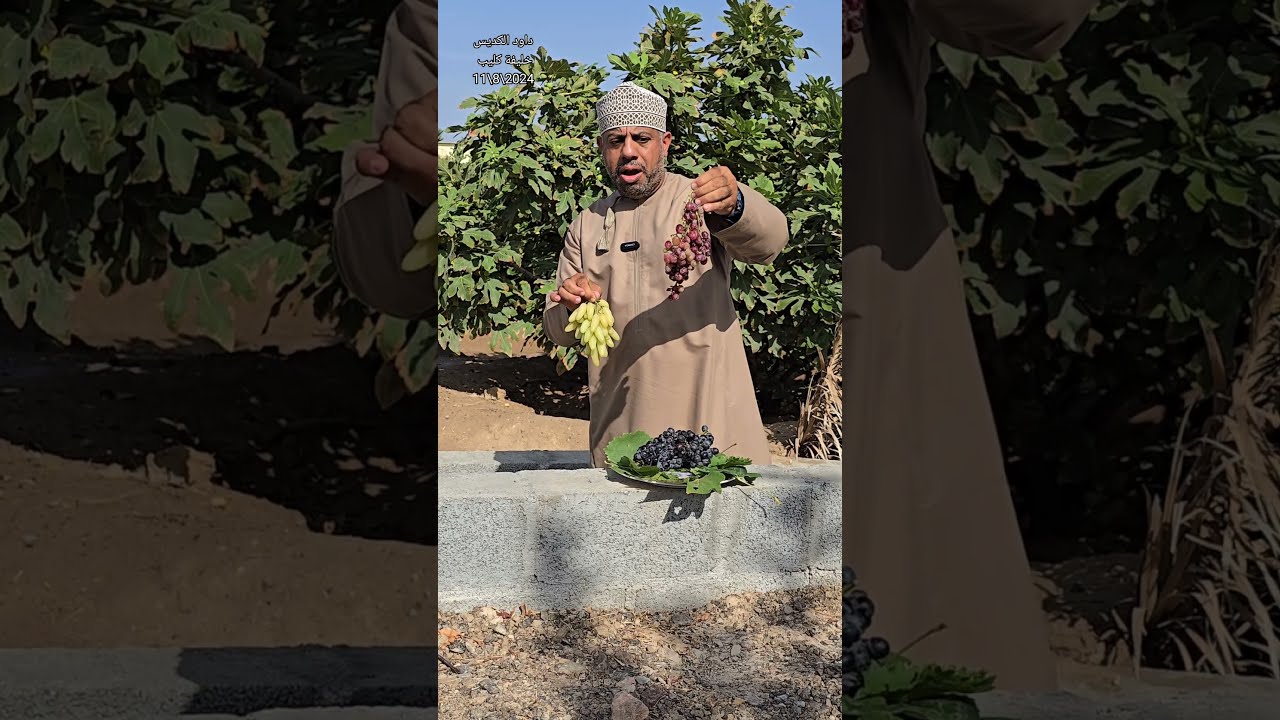 عنب أصابع الساحرة إنتاج سلطنة عمان ولاية الجبل الأخضر