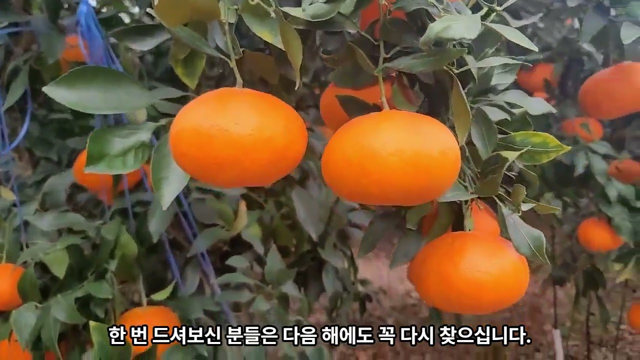 올해 레드향이 특히 잘 나온 이유! 농부가 직접 보여드립니다