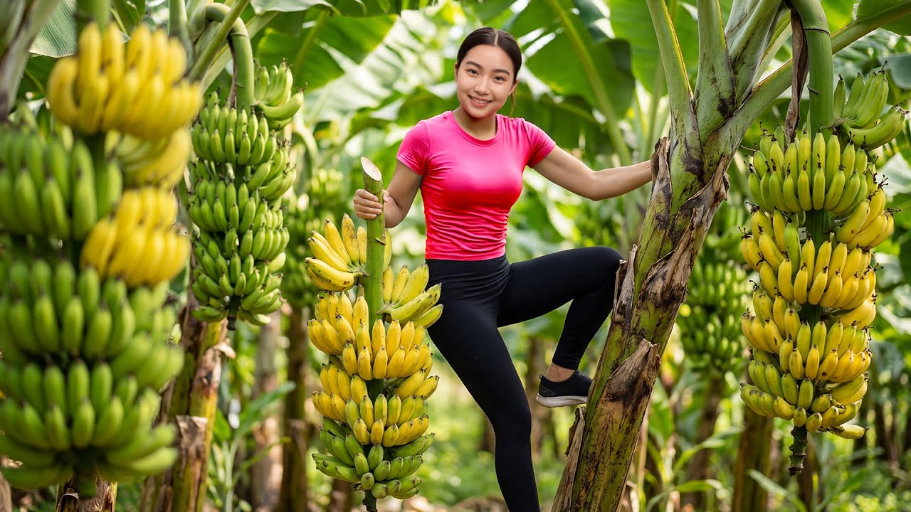 Harvesting 1000 + Bananas in One Day | From Farm to Market 