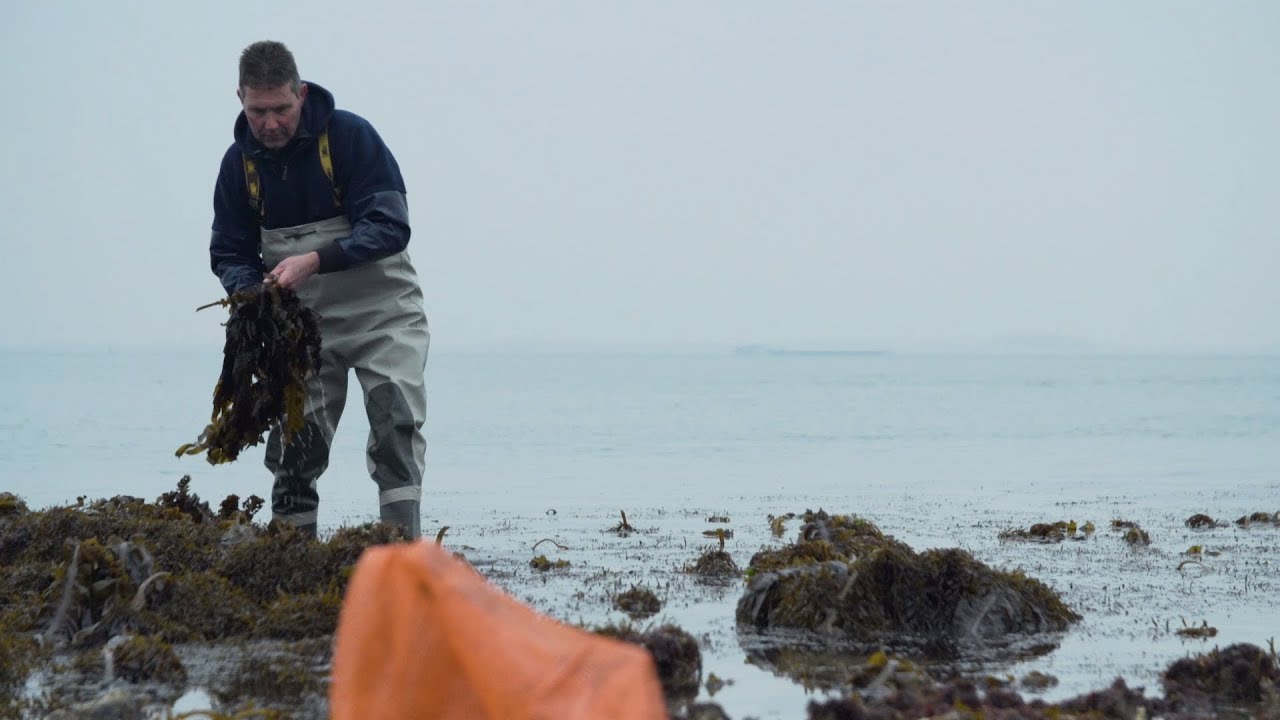 Zeeuwse zeewier snijden aan de Oosterschelde