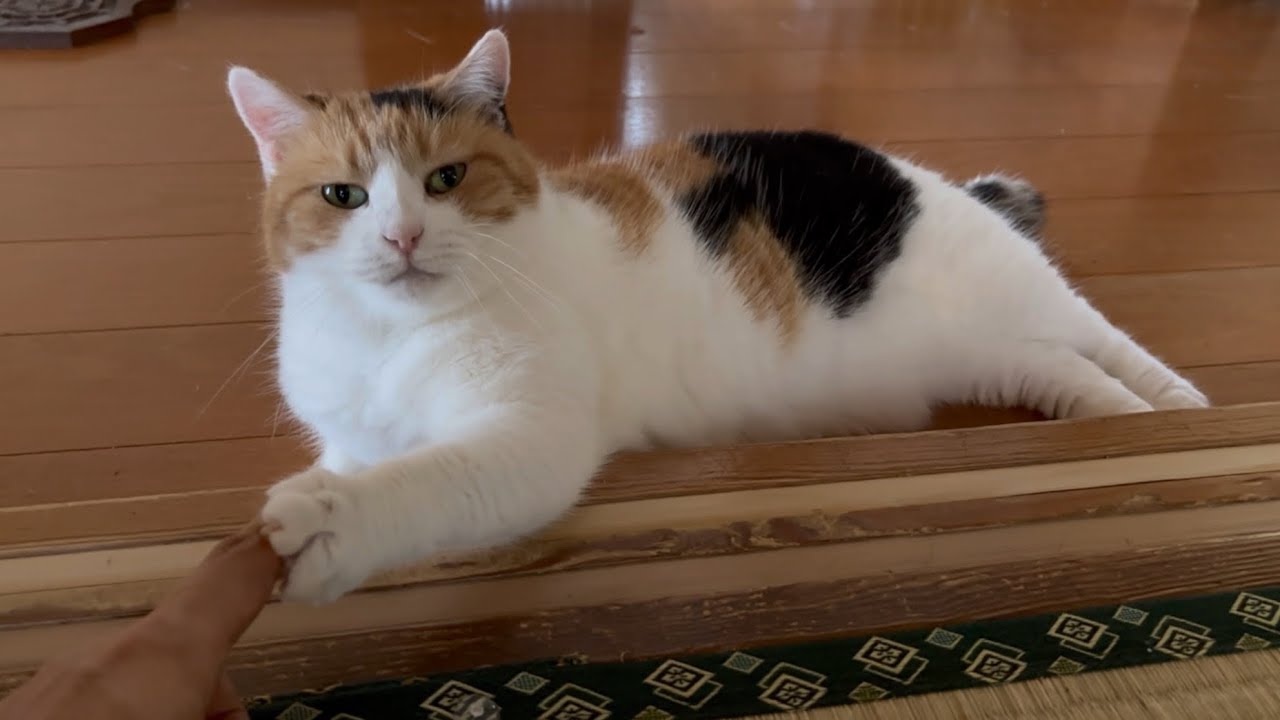 【三毛猫】朝からのんびりしているミケ（2025年7月31日）