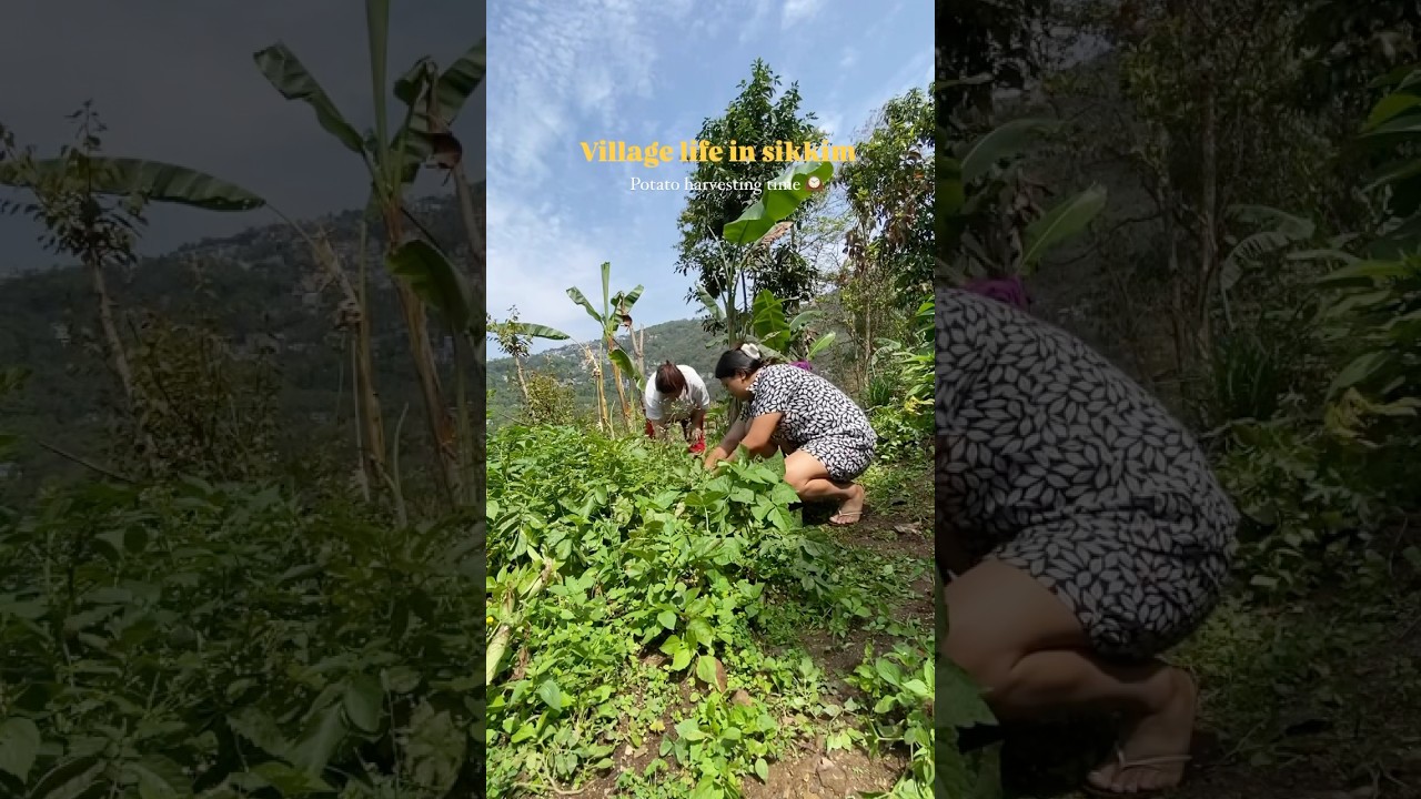 Village life in sikkim 📍|| Organic state 🥬 #villagelife #potato #organic #harvestingseason