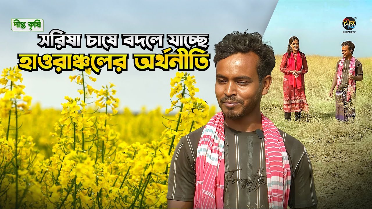 Deepto Krishi l সরিষা চাষে বদলে যাচ্ছে হাওরাঞ্চলের অর্থনীতি lEp 1791 l Companiganj l Mustard Farming