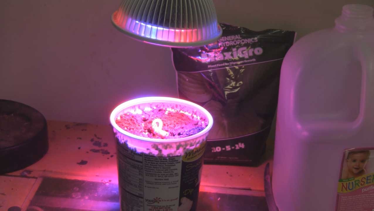 Can This 12watt LED Grow Light Actually Grow A Plant?