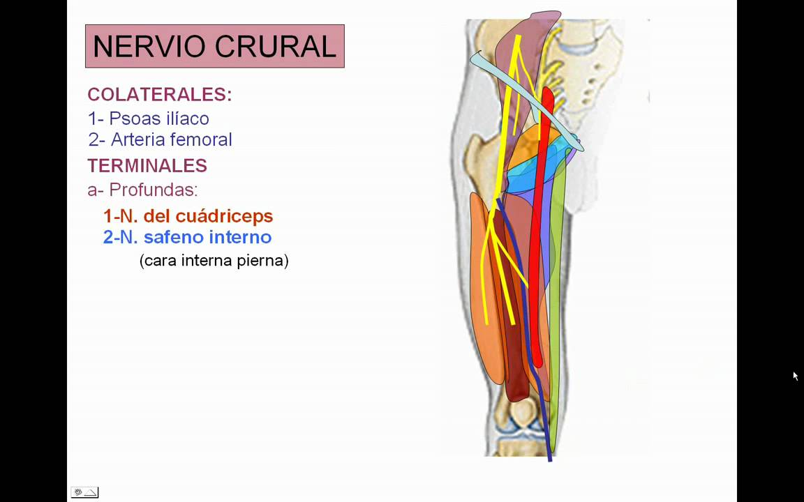 INERVACION DE MIEMBRO INFERIOR 4