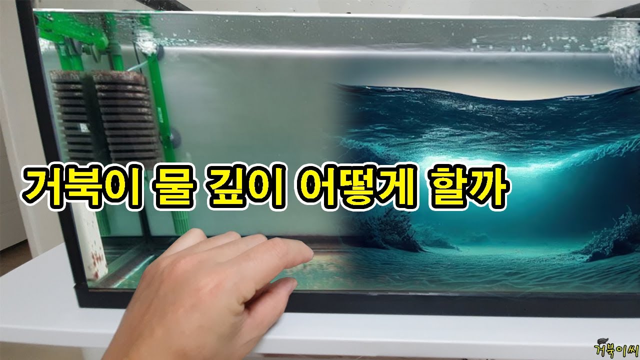 [#거북이씨​]  거북이 물 깊이 이 정도로 해보세요.