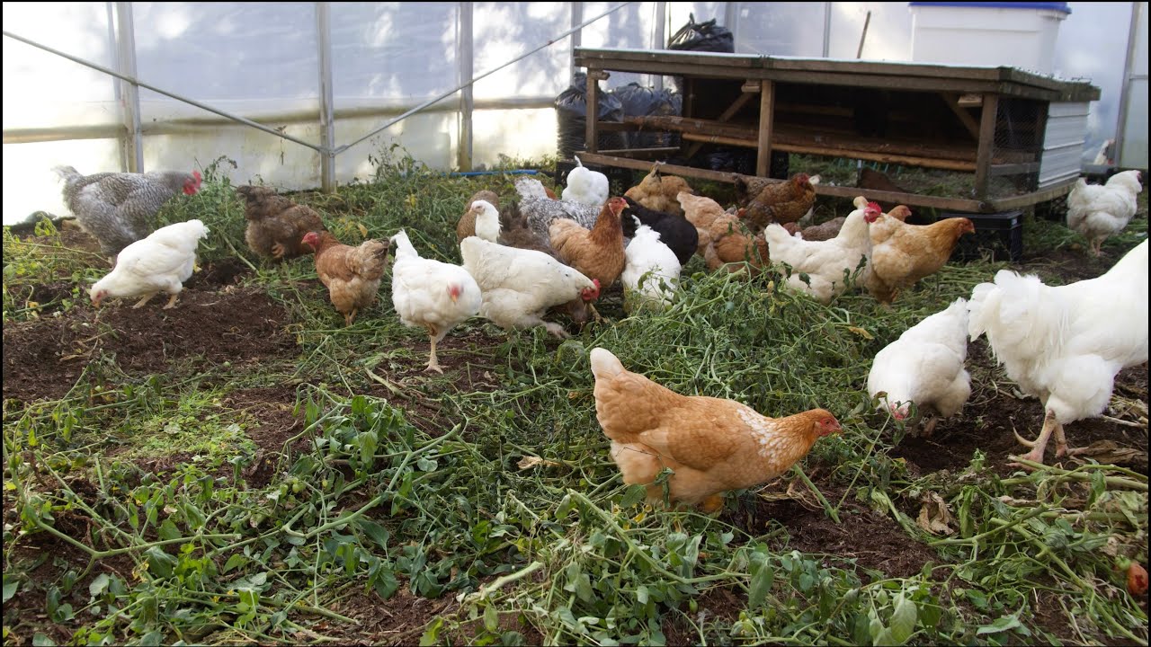 Gestion Carbone/Azote des Poules en Hiver | Dominic Lamontagne